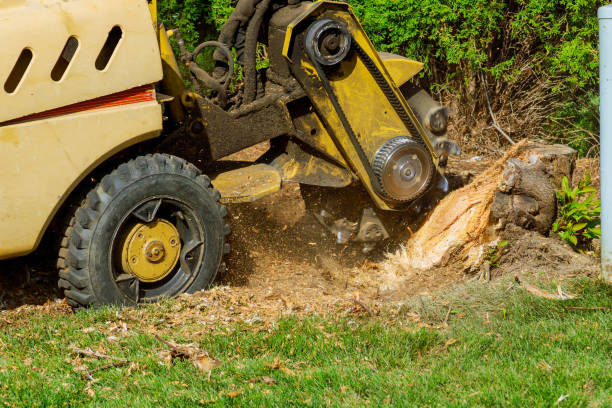 Best Local Tree Services  in High Rolls, NM